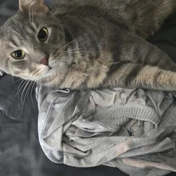 Cat needs home