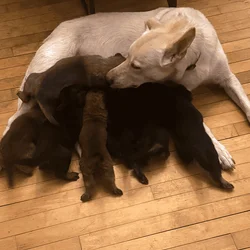 Belgian Shepherd Puppies