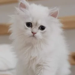 Adorable British Longhair Golden Blue Point