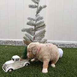 Red Merle - Mini Australian Shepard -