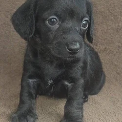 Doxiepoo