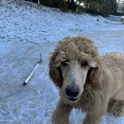20 Week Old Standard Poodle Puppy (Male)