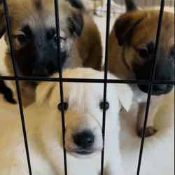 German Shepherd Puppies