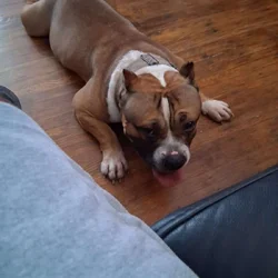 XL bullie