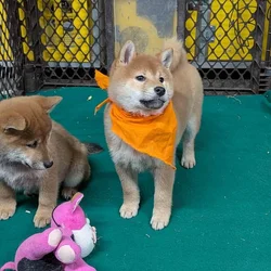 Shiba Inu Champion Sired
