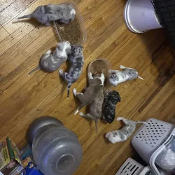 Merle bullies for sale