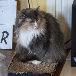 Female Domestic Long Hair named Smoke