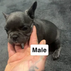 Milo.