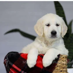 11 Week-Old Female Puppy for Sale
