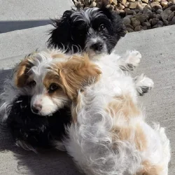 Cavachon Bonded Pair (1 year olds)