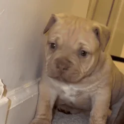 Female Pocket Bully