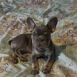 Big Rope Frenchie Girl