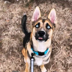 Looking to Rehome Saylor