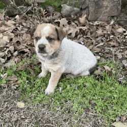 Ranch Raised Red Heller Puppies