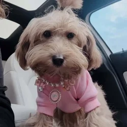 7 month old female miniature Irish doodle