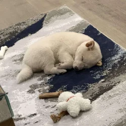 Adorable Shiba inu’s need a loving home