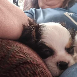 Cavalier King Charles spaniels
