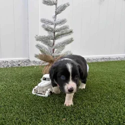 Black Tri - Mini Australian Shepard (Blue Eyes)