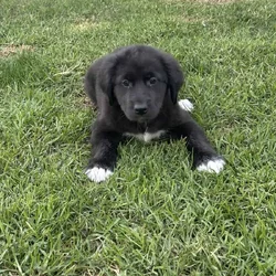 Newfoundland / Great Pyrenees / Great Dane Puppies
