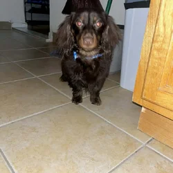 Mini Dachshund Puppy 10 months