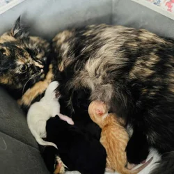 Furever Love