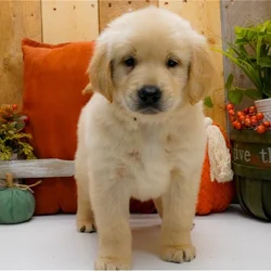 Golden Retrievers & Labrador Puppies For Sale
