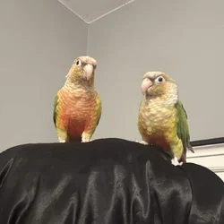 Pineapple Green Cheek Conure