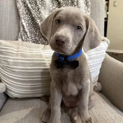 Labrador Retriever silver
