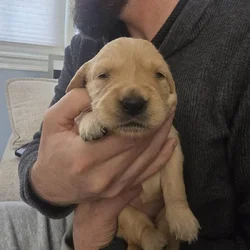 Puppy 2
