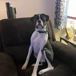 Beautiful black and white Boxer for sale!