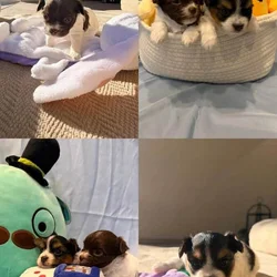 Adorable Chorkie Puppies Available