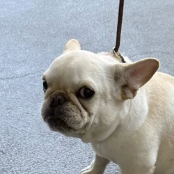 4 MONTHS FEMALE PUPPY FAWN FRENCH BULLDOG
