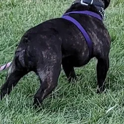 Female Adult Frenchie