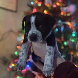 Lovable Puppies