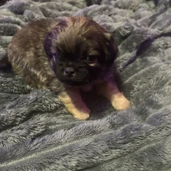 Puppy’s for sale puppy puppies