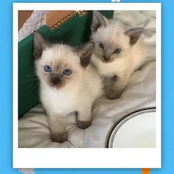8 weeks Siamese snowshoes kitten