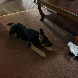4 month old German shepherd puppy. Male