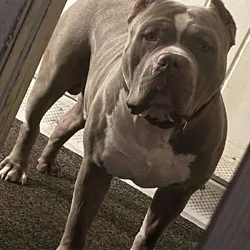 Male Xl bully 3years old