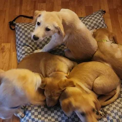 Puppies for sale