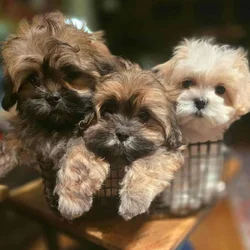 Malshi Puppies