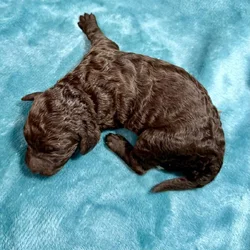 Chocolate Standard Poodle