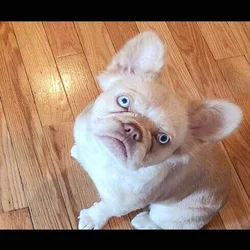 Frenchie Riviera-2 females available