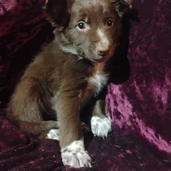 Border collie blue heelers