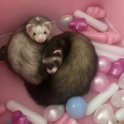 3 Sweet Ferrets For Rehoming