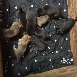 Free Puppies