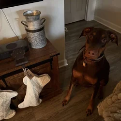Rehome sweet Doberman
