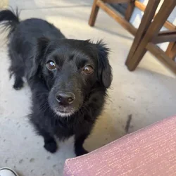 Toy poodle chihuahua mix