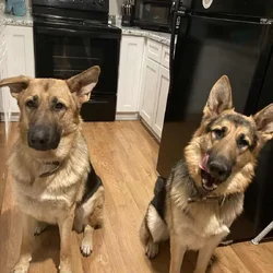 Bonded beautiful German Shepards