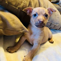 Pomchi