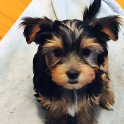 Yorkie puppy